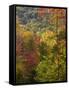 Fall in a Forest in Grafton, New Hampshire, USA-Jerry & Marcy Monkman-Framed Stretched Canvas