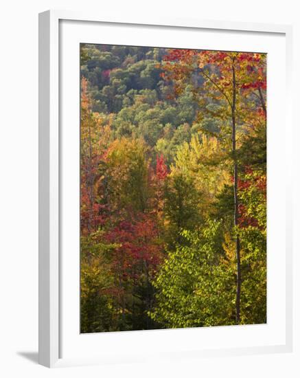 Fall in a Forest in Grafton, New Hampshire, USA-Jerry & Marcy Monkman-Framed Photographic Print