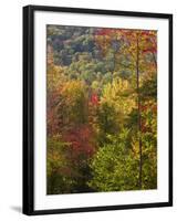 Fall in a Forest in Grafton, New Hampshire, USA-Jerry & Marcy Monkman-Framed Photographic Print