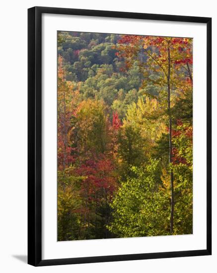 Fall in a Forest in Grafton, New Hampshire, USA-Jerry & Marcy Monkman-Framed Photographic Print