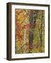 Fall in a Mixed Deciduous Forest in Litchfield Hills, Kent, Connecticut, USA-Jerry & Marcy Monkman-Framed Photographic Print