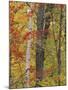 Fall in a Mixed Deciduous Forest in Litchfield Hills, Kent, Connecticut, USA-Jerry & Marcy Monkman-Mounted Photographic Print