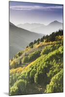 Fall in Big Cottonwood Canyon, Utah-Lindsay Daniels-Mounted Photographic Print