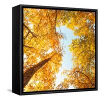 Fall in Height-Philippe Sainte-Laudy-Framed Stretched Canvas