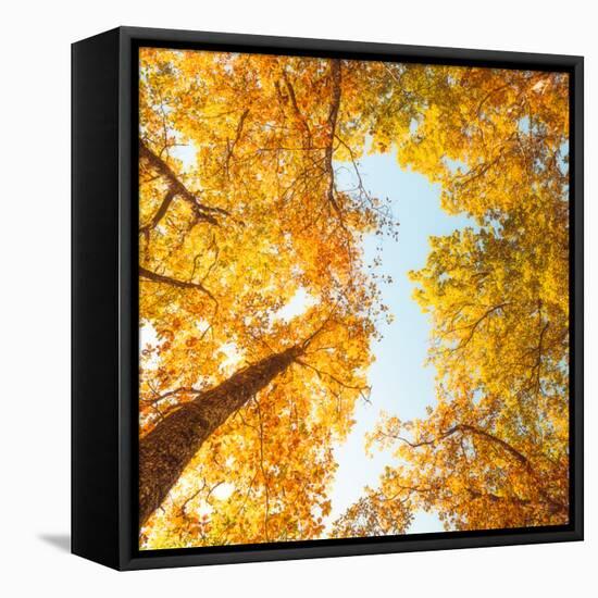 Fall in Height-Philippe Sainte-Laudy-Framed Stretched Canvas