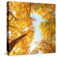 Fall in Height-Philippe Sainte-Laudy-Stretched Canvas