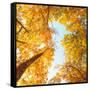 Fall in Height-Philippe Sainte-Laudy-Framed Stretched Canvas