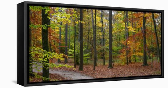 Fall in McCormics Creek State Park, Indiana, USA-Anna Miller-Framed Stretched Canvas