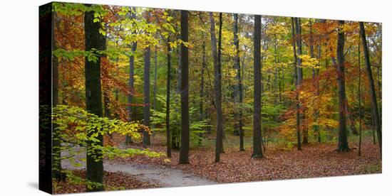 Fall in McCormics Creek State Park, Indiana, USA-Anna Miller-Stretched Canvas