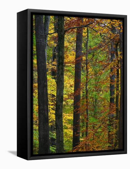 Fall in McCormics Creek State Park, Indiana, USA-Anna Miller-Framed Stretched Canvas