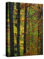 Fall in McCormics Creek State Park, Indiana, USA-Anna Miller-Stretched Canvas