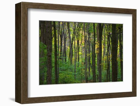 Fall in McCormics Creek State Park, Indiana, USA-Anna Miller-Framed Photographic Print