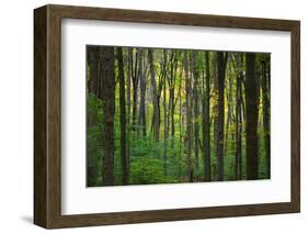 Fall in McCormics Creek State Park, Indiana, USA-Anna Miller-Framed Photographic Print