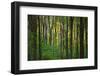 Fall in McCormics Creek State Park, Indiana, USA-Anna Miller-Framed Photographic Print