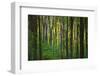 Fall in McCormics Creek State Park, Indiana, USA-Anna Miller-Framed Photographic Print