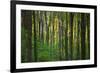 Fall in McCormics Creek State Park, Indiana, USA-Anna Miller-Framed Photographic Print