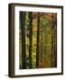 Fall in McCormics Creek State Park, Indiana, USA-Anna Miller-Framed Photographic Print