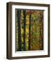 Fall in McCormics Creek State Park, Indiana, USA-Anna Miller-Framed Photographic Print