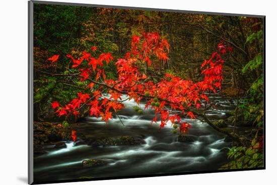 Fall in Smokies-Robert Lott-Mounted Art Print