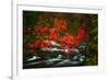 Fall in Smokies-Robert Lott-Framed Art Print