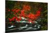 Fall in Smokies-Robert Lott-Mounted Art Print