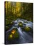 Fall in the Columbia River Gorge in Oregon-Miles Morgan-Stretched Canvas