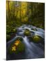 Fall in the Columbia River Gorge in Oregon-Miles Morgan-Mounted Photographic Print