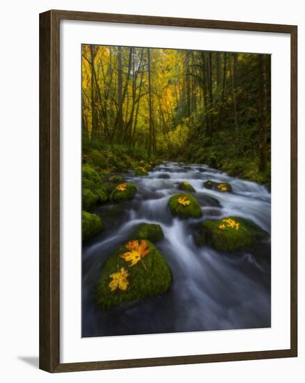 Fall in the Columbia River Gorge in Oregon-Miles Morgan-Framed Photographic Print