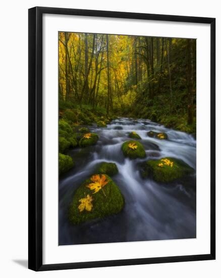 Fall in the Columbia River Gorge in Oregon-Miles Morgan-Framed Photographic Print