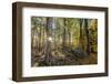 Fall in the forest along the Sweet Trail in Durham, New Hampshire.-Jerry & Marcy Monkman-Framed Photographic Print