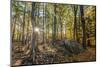 Fall in the forest along the Sweet Trail in Durham, New Hampshire.-Jerry & Marcy Monkman-Mounted Photographic Print