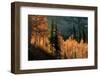 Fall in the Mountains-Ursula Abresch-Framed Photographic Print