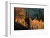 Fall in the Mountains-Ursula Abresch-Framed Photographic Print