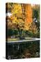 Fall in the Park-Tammy Putman-Stretched Canvas
