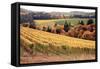 Fall in Wine Country I-Maureen Love-Framed Stretched Canvas