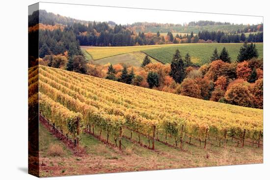 Fall in Wine Country I-Maureen Love-Stretched Canvas