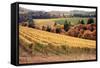 Fall in Wine Country I-Maureen Love-Framed Stretched Canvas