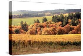 Fall in Wine Country I-Maureen Love-Stretched Canvas