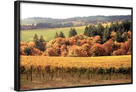 Fall in Wine Country I-Maureen Love-Framed Photographic Print