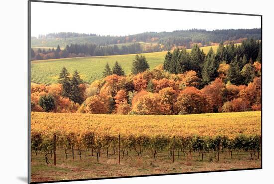 Fall in Wine Country I-Maureen Love-Mounted Photographic Print