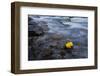 Fall is Here-Lydia Jacobs-Framed Photographic Print