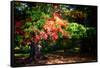 Fall Is On Our Doorstep.-Philippe Sainte-Laudy-Framed Stretched Canvas