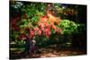 Fall Is On Our Doorstep.-Philippe Sainte-Laudy-Stretched Canvas