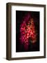 Fall Ivy-Philippe Saint-Laudy-Framed Photographic Print