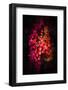 Fall Ivy-Philippe Saint-Laudy-Framed Photographic Print