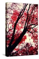 Fall Japanese Maples, Oakland-Vincent James-Stretched Canvas
