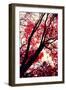 Fall Japanese Maples, Oakland-Vincent James-Framed Premium Photographic Print