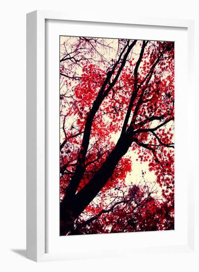 Fall Japanese Maples, Oakland-Vincent James-Framed Photographic Print