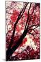 Fall Japanese Maples, Oakland-Vincent James-Mounted Photographic Print