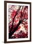 Fall Japanese Maples, Oakland-Vincent James-Framed Photographic Print